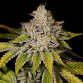 Medellin Seeds